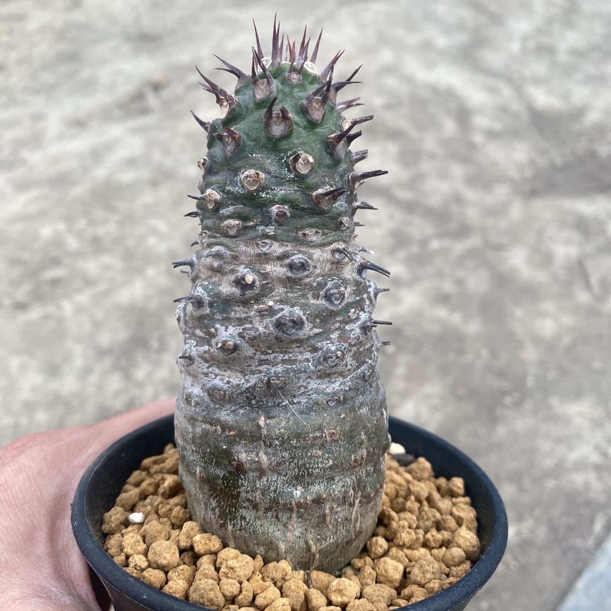 ① ユーフォルビア　パキポディオイデス Euphorbia pachypodioides ミニラン3寸_画像5