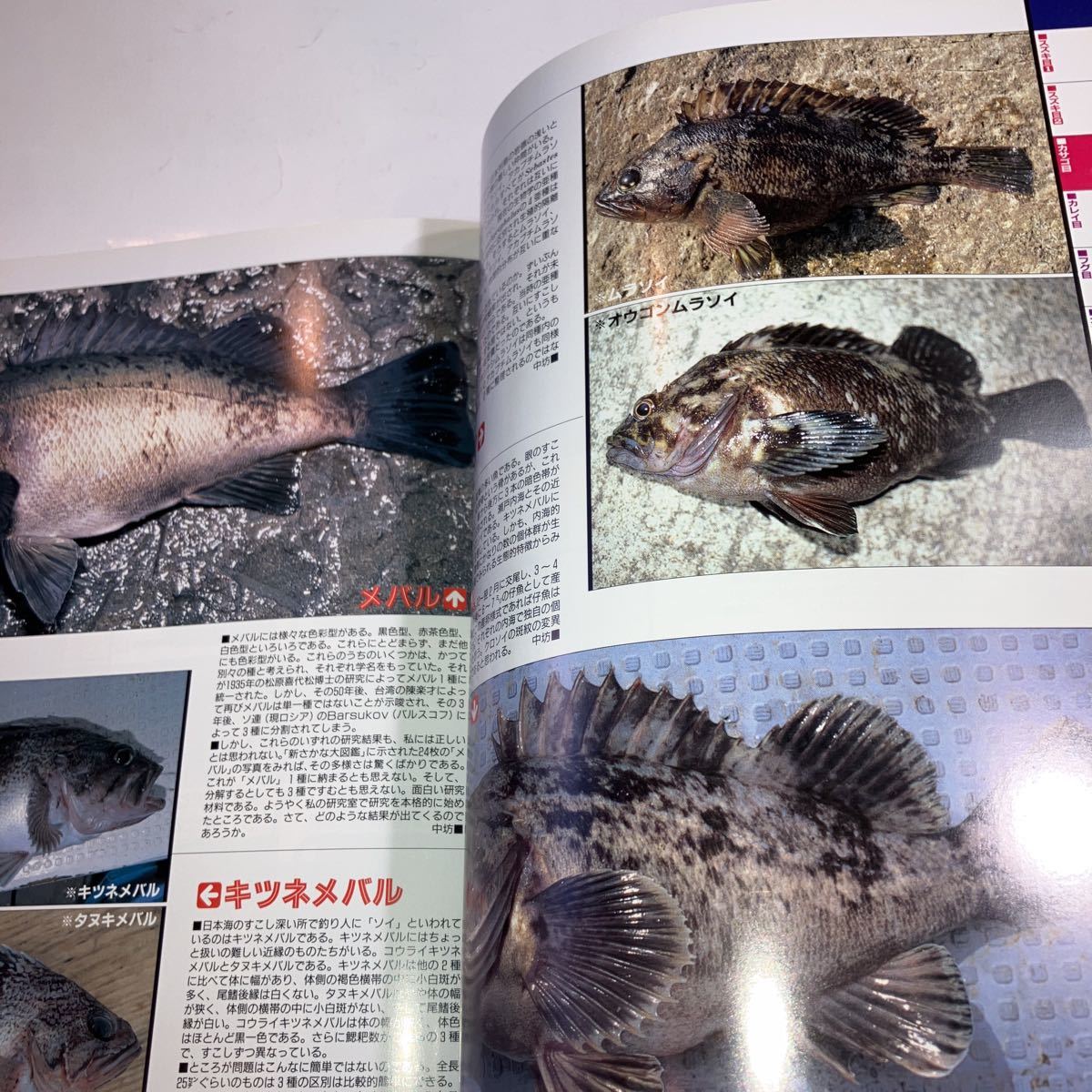 釣魚検索　美品_画像7