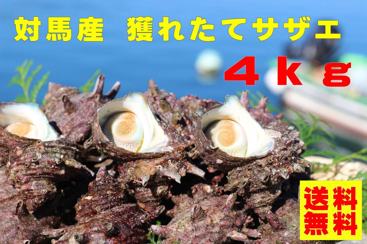 【送料無料】対馬直送！漁師の獲れたてサザエ 4 kg（混合サイズ）_画像1