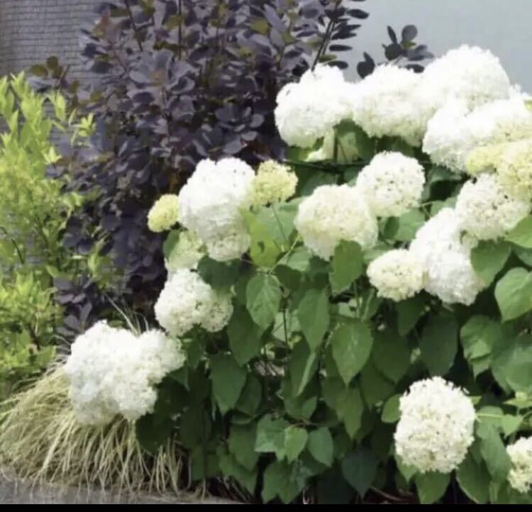 地植えの為根の形狀はランダムです