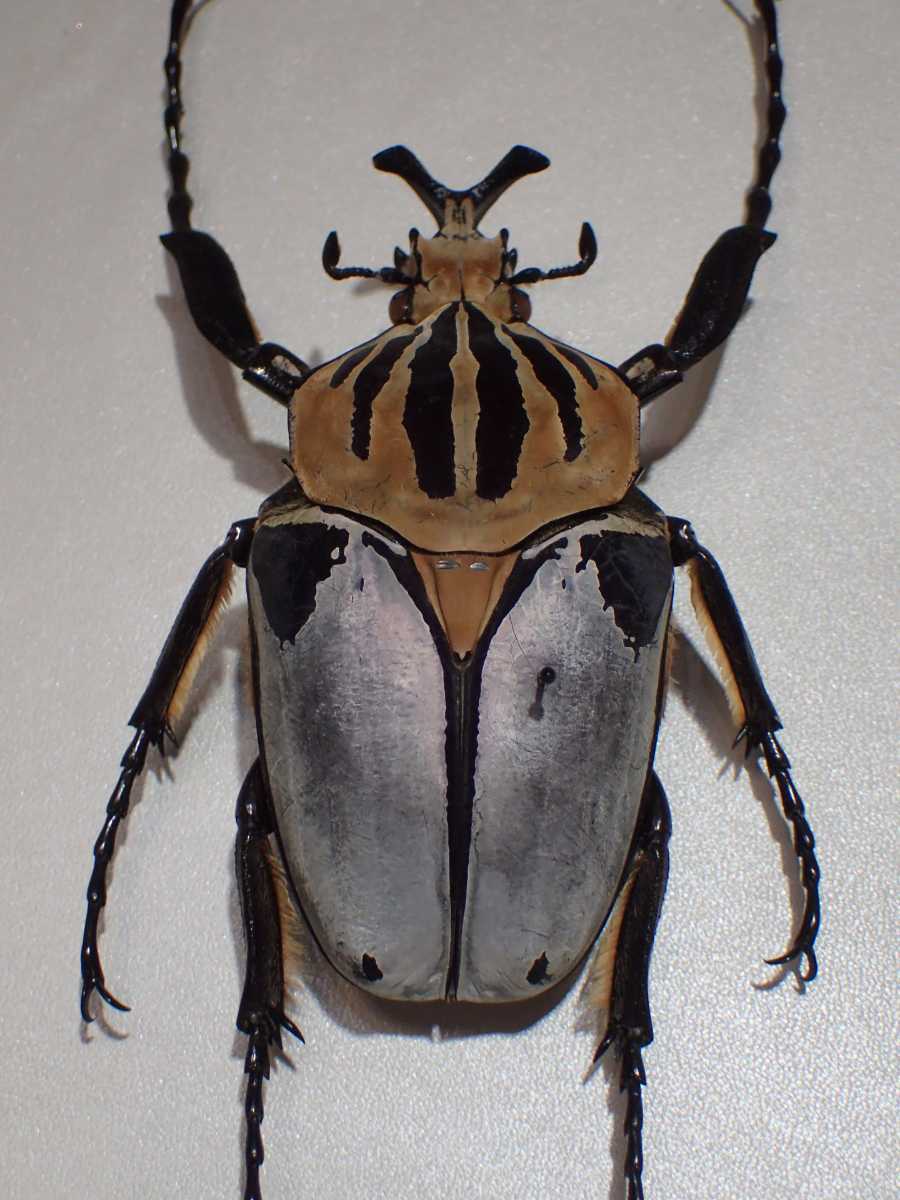 ゴライアスオオツノハナムグリ 樹脂標本-
