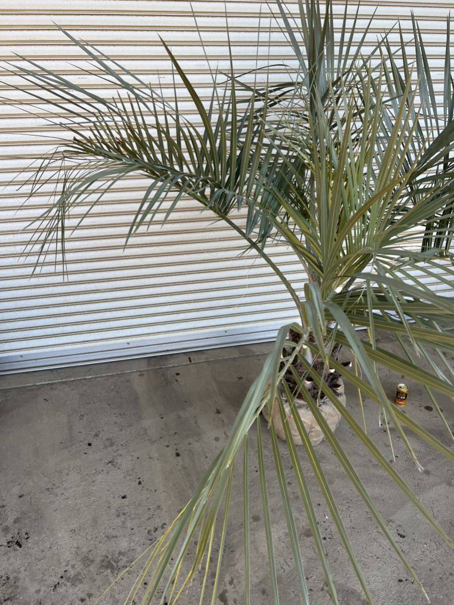 here s cocos nucifera silver leaf . futoshi form good cocos nucifera. tree cocos nucifera garden tree plant garden symbol tree gardening potted plant and so on 