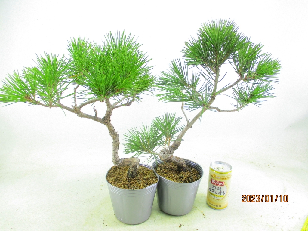 送料込】 ◇盆 盆栽道具 栽◇ 鉢 黒松盆栽 dondiegosanta.com (小品