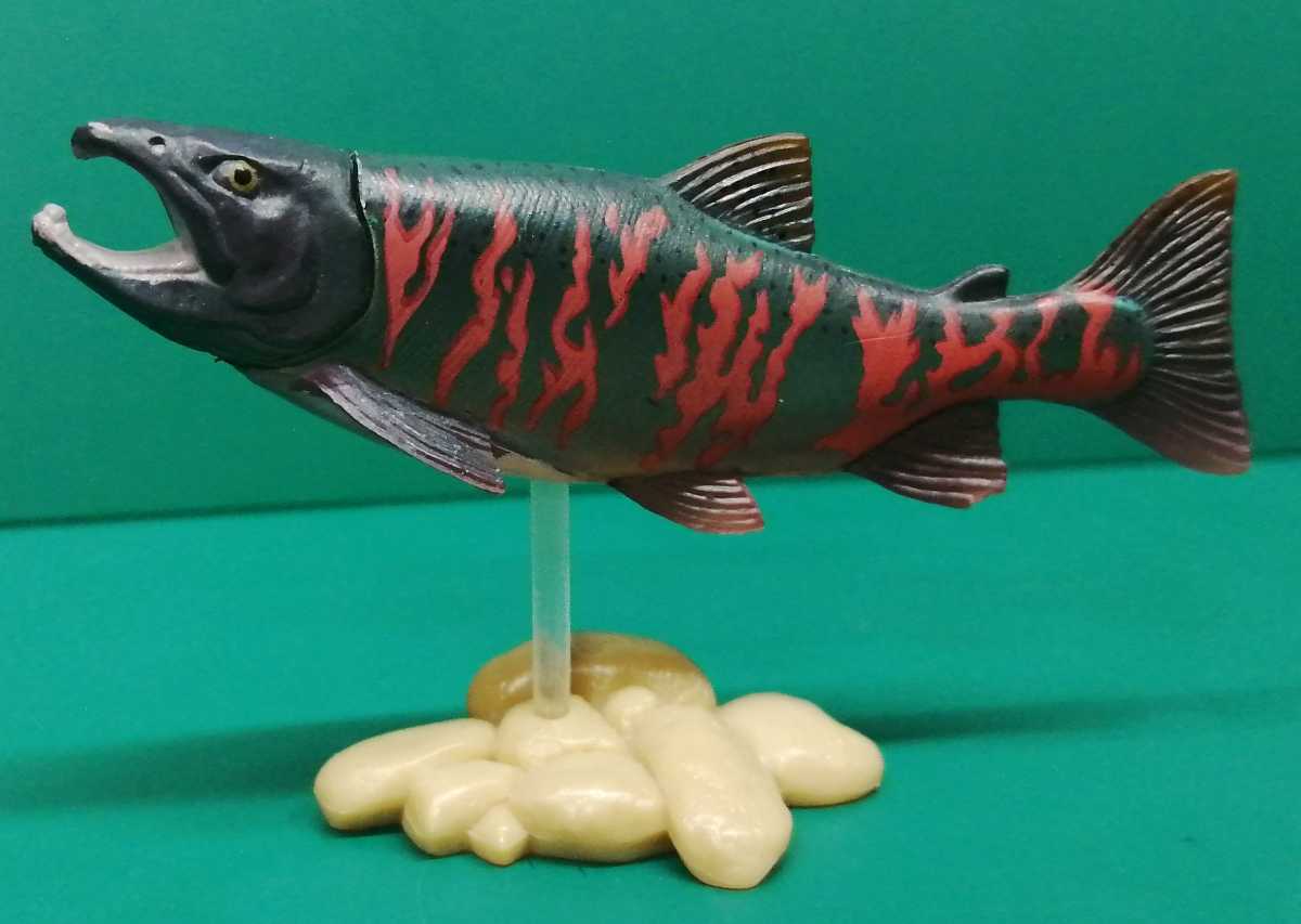Yahoo!オークション - 原色淡水魚図鑑 サクラマス 桜鱒 さくら Yahoo!オークション - 原色淡水魚図鑑 サクラマス 桜鱒 さくら