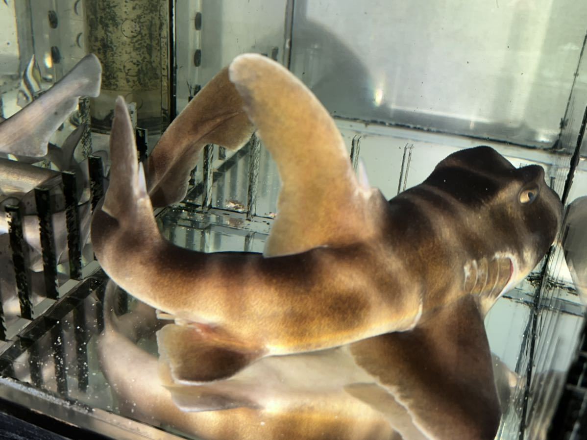 近海 ネコザメ幼魚（約25cm前後)ハイレベル生体！餌爆喰い、状態完璧！(九州、沖縄、北海道の地域入札）