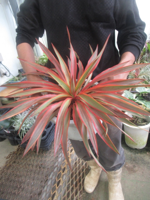 Yahoo!オークション - KN ユッカ グロリオサ 'Z 13'(YUCCA Yahoo!オークション - KN ユッカ グロリオサ 'Z 13'(YUCCA