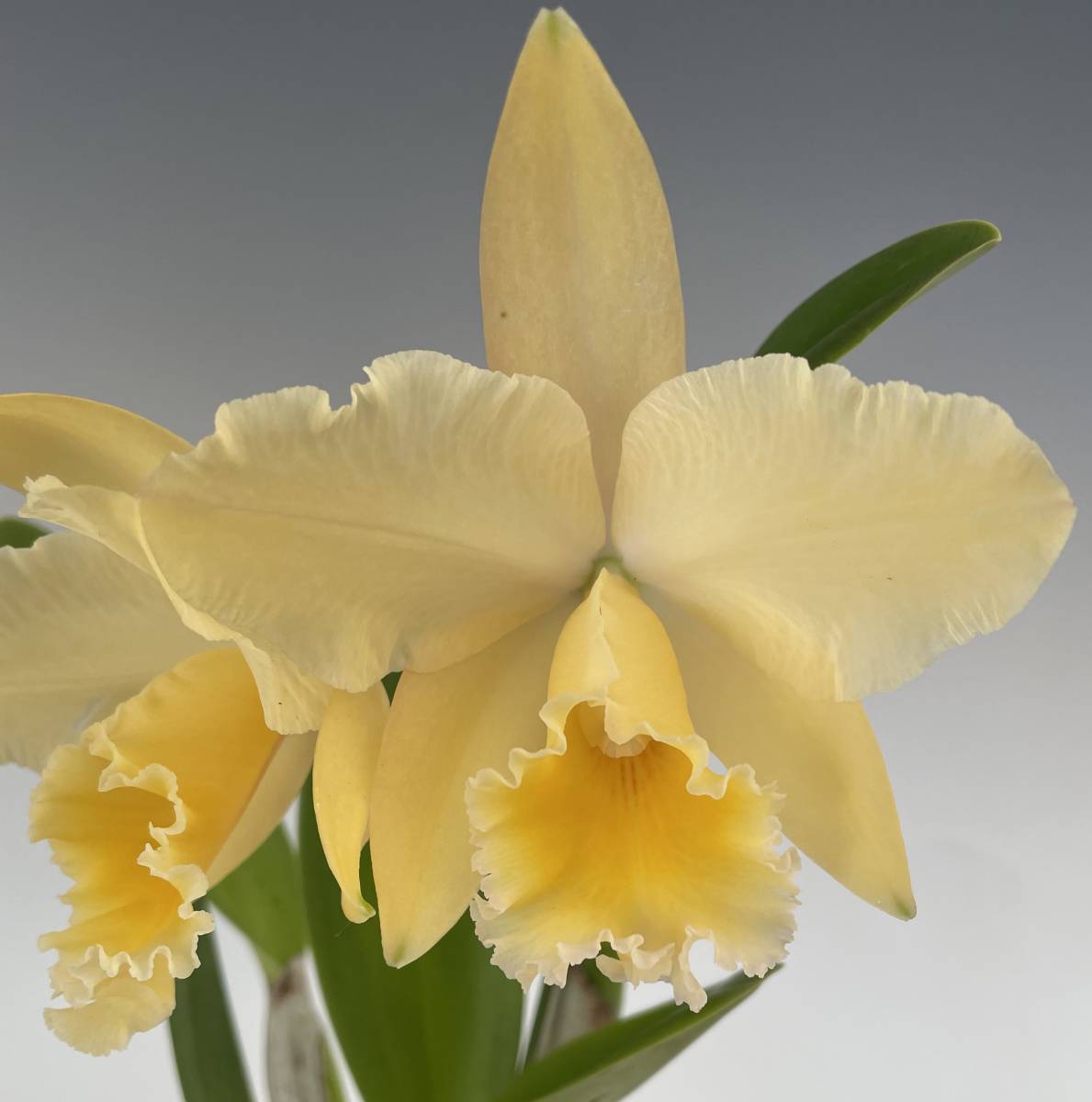 洋ラン カトレア交配種 THO-135 C.Horace 'Maxima'AM/AOS 洋ラン カトレア交配種 THO-135 C.Horace 'Maxima'AM/AOS