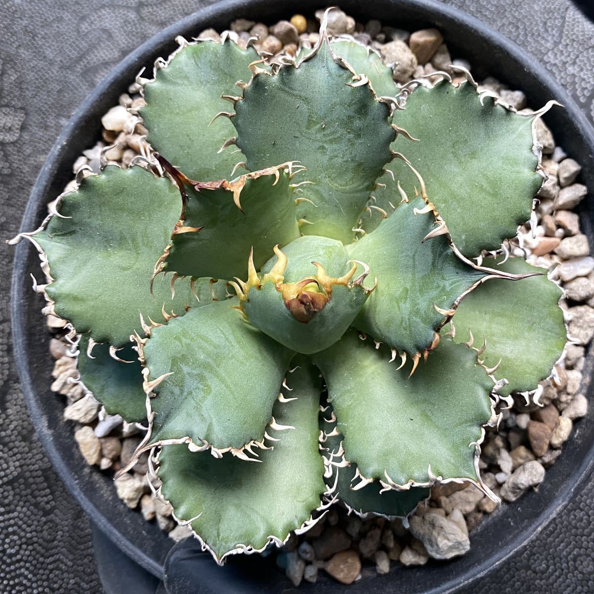 有名ブランド アガベ チタノタ フィリグリー 中株 植物/観葉植物
