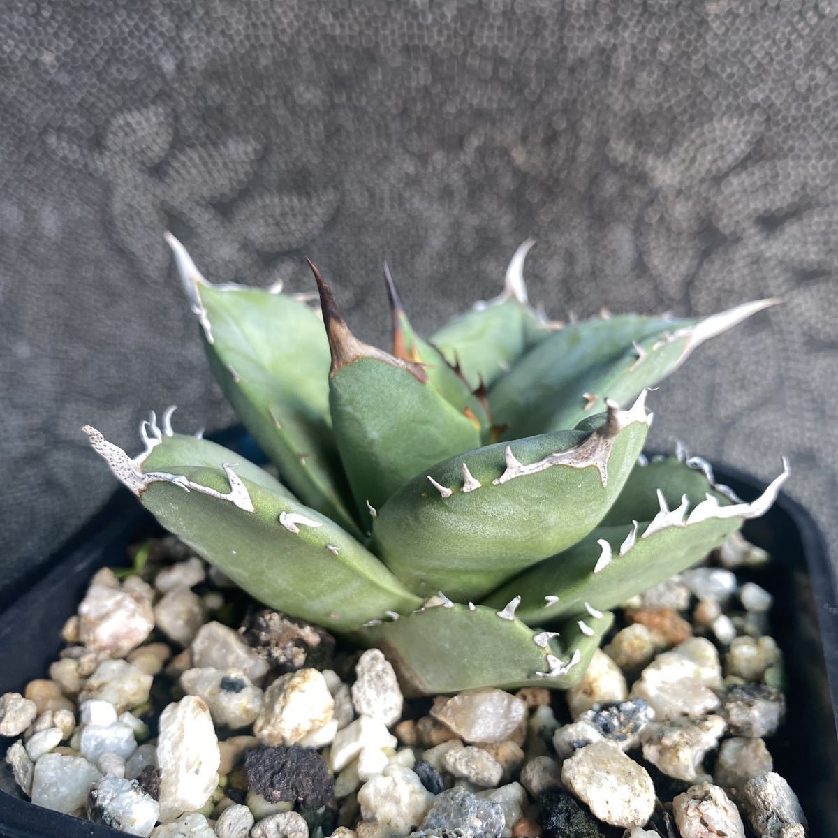 10 多肉植物 アガベ チタノタ 金剛狼 特選極上株 台湾輸入株 超希少株-