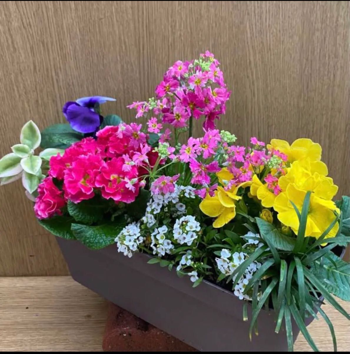 SALE/104%OFF】 101 このまま飾れる 豪華で清楚な寄せ植え 花 お花畑