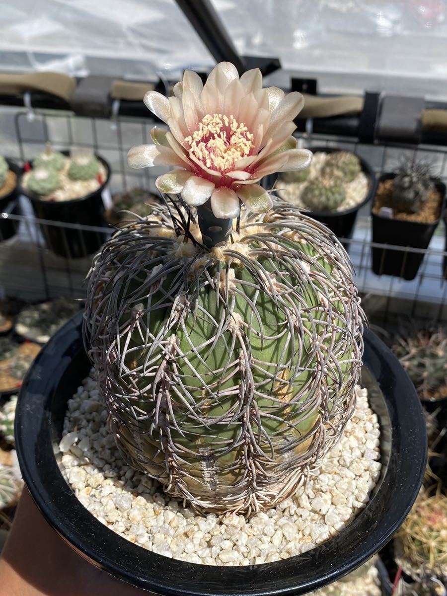 種子30粒】現地球黒刺系天平丸×黒刺天平丸 サボテン ギムノカリキウム