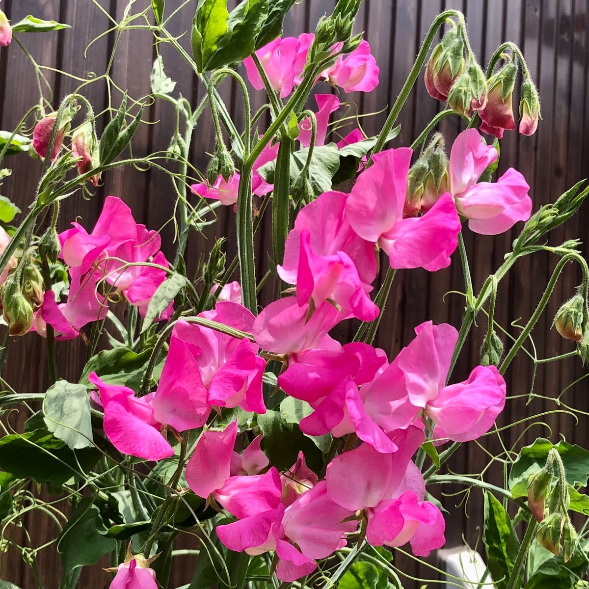 スイートピー 花の種