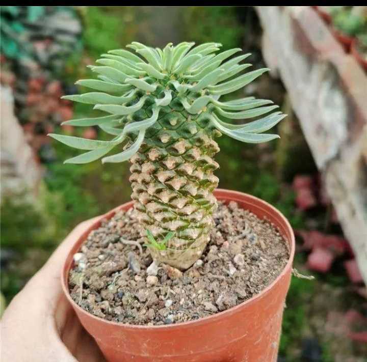 多肉植物 ソテツキリン 蘇鉄麒麟 ユーフォルビア パイナップ 多肉植物 ソテツキリン 蘇鉄麒麟 ユーフォルビア パイナップ