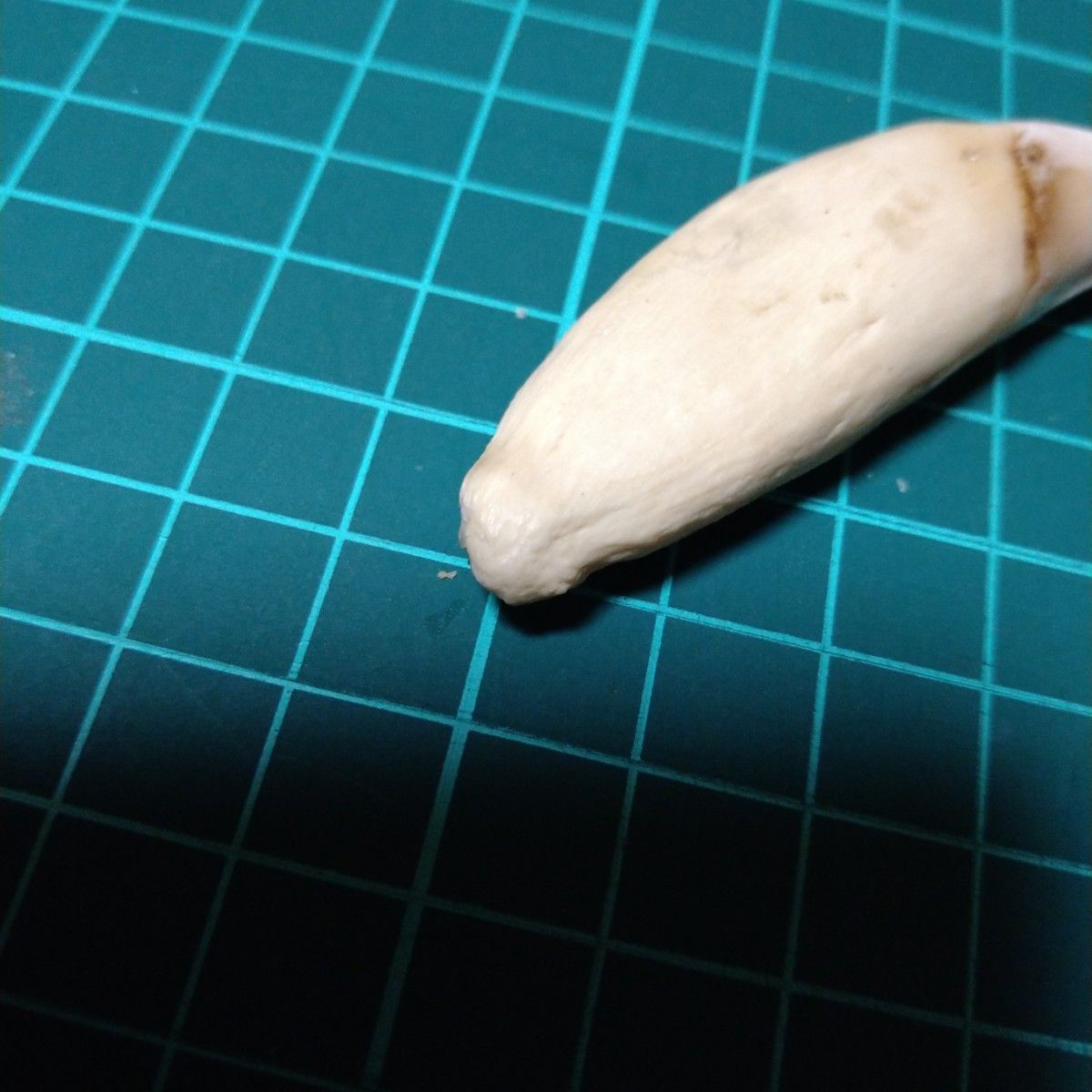 熊の牙 歯 ヒグマ ⑪ - 各種パーツ 熊の牙 歯 ヒグマ ⑪ - 各種パーツ