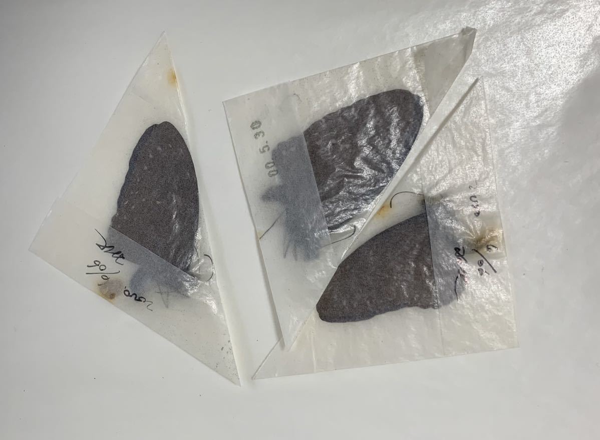 外国産 蝶標本 3頭セット 三角紙標本 未展翅標本の画像1