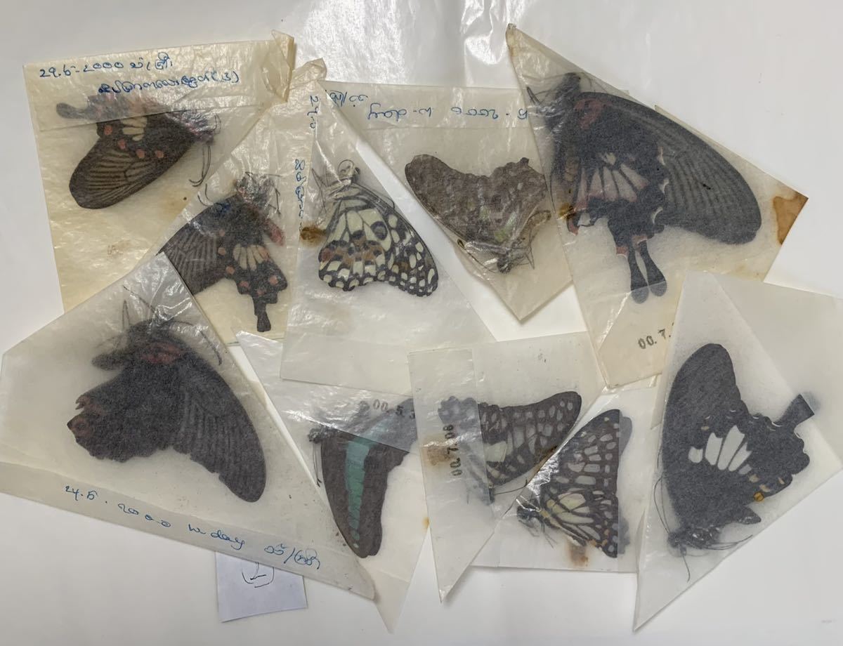 外国産 アゲハチョウ セット② 三角紙標本 蝶標本 未展翅標本の画像1