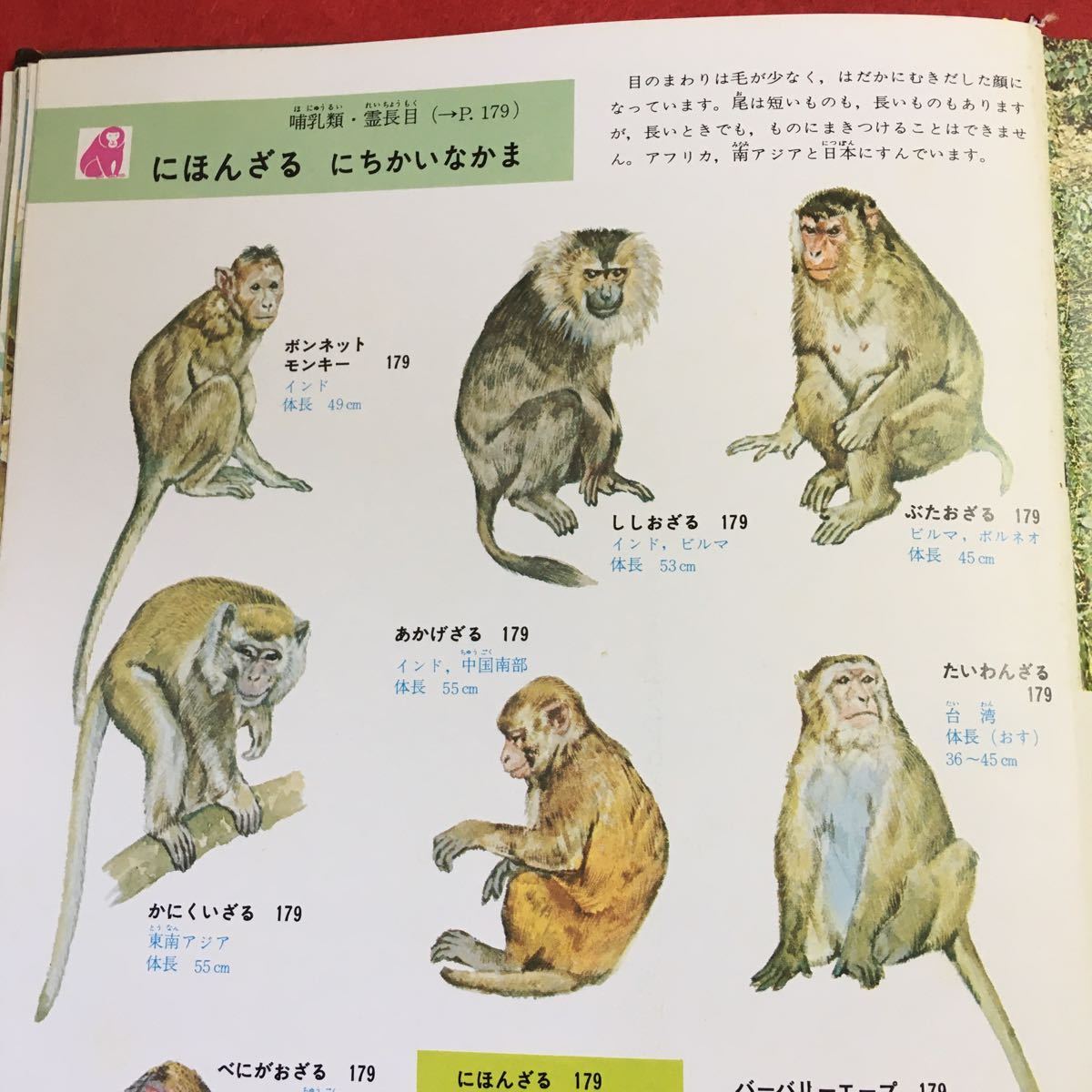i-310 ※0 動物の図鑑 小学館の学習百科図鑑 5 昭和58年6月20日 発行 小学館 図鑑 動物 猿 哺乳類 猫 熊 犬 馬 うさぎ 爬虫類 両生類 の商品詳細 | Yahoo!オークション | One Map by FROM JAPAN i-310 ※0 動物の図鑑 小学館の学習百科図鑑 5 昭和58年6月20日 発行 小学館 図鑑 動物 猿 哺乳類 猫 熊 犬 馬 うさぎ 爬虫類 両生類 の商品詳細 | Yahoo!オークション | One Map by FROM JAPAN