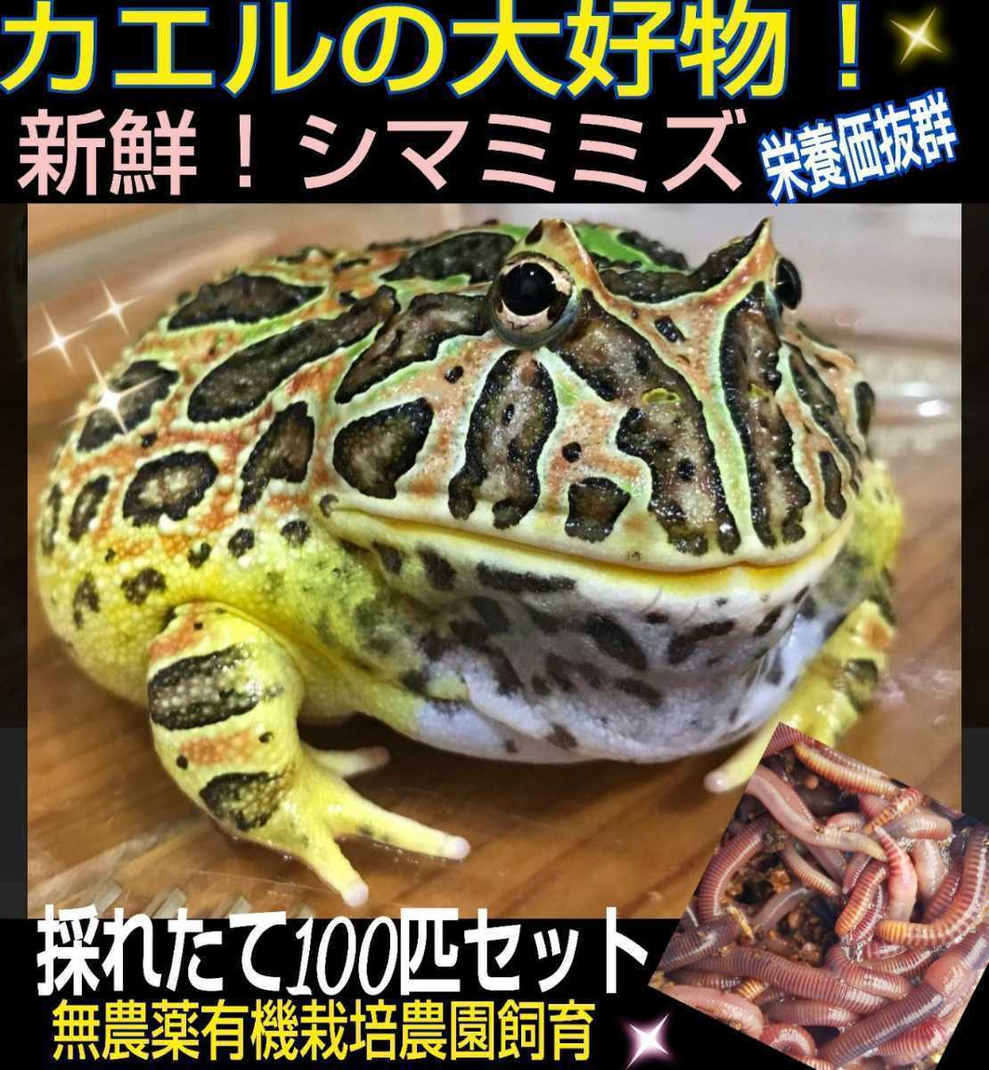 カエルの餌に！新鮮！採れたて直送！シマミミズ100匹セット☆栄養満点！良く食べます！爬虫類の餌、亀の餌、観賞魚の餌、釣りの餌にも_画像3