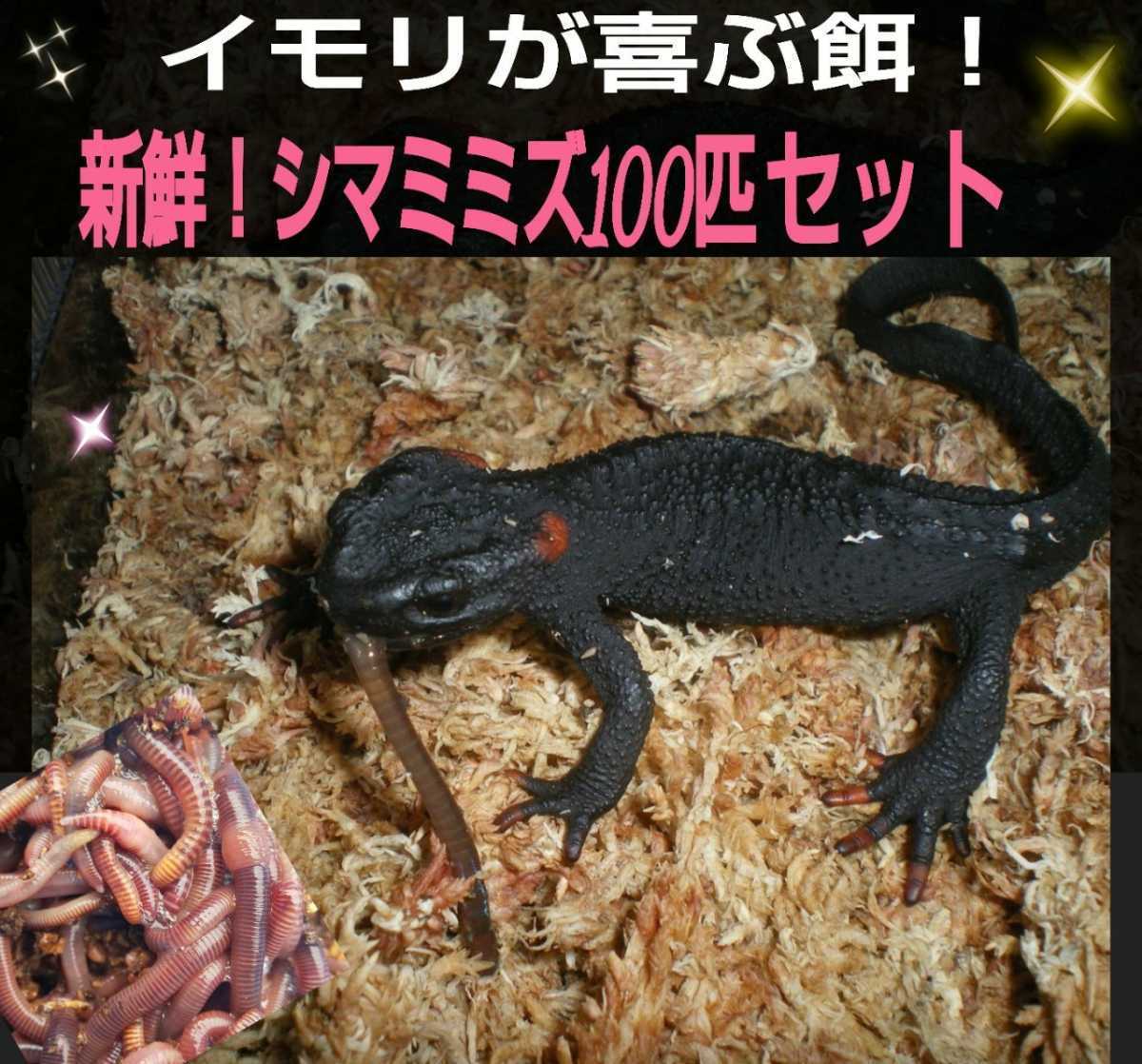 カエルの餌に！新鮮！採れたて直送！シマミミズ100匹セット☆栄養満点！良く食べます！爬虫類の餌、亀の餌、観賞魚の餌、釣りの餌にも_画像5