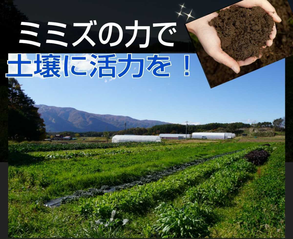 カエルの餌に！新鮮！採れたて直送！シマミミズ100匹セット☆栄養満点！良く食べます！爬虫類の餌、亀の餌、観賞魚の餌、釣りの餌にも_画像10