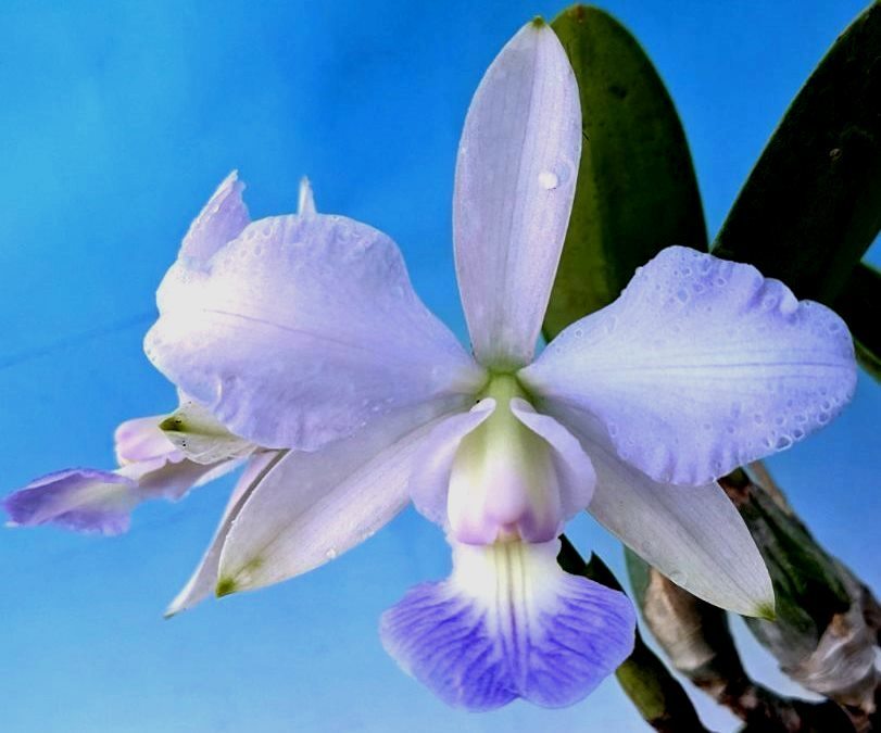 Yahoo!オークション - 洋蘭原種 C.walkeriana fma. coerulea Yahoo!オークション - 洋蘭原種 C.walkeriana fma. coerulea