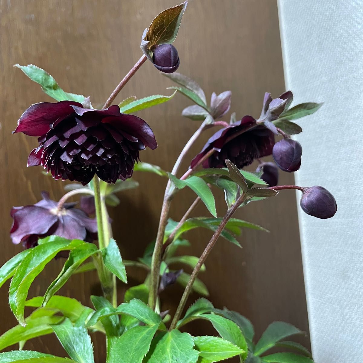 広瀬園芸 クリスマスローズ ダーククレオパトラ - 植物/観葉植物 広瀬園芸 クリスマスローズ ダーククレオパトラ - 植物/観葉植物