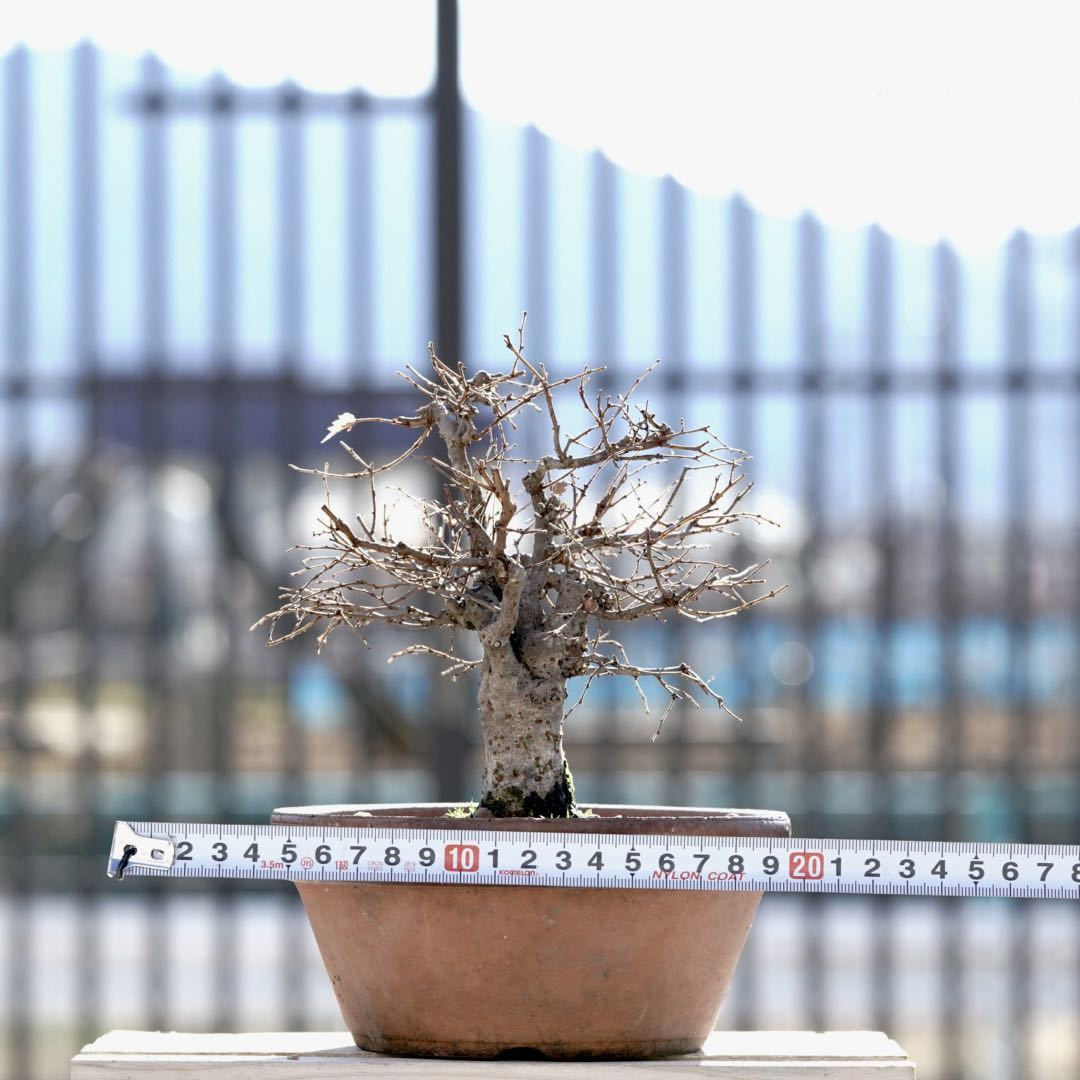 ケヤキ 欅 小品盆栽 樹高13cm 箒立ち 左右均等 理想的素材 けやき！！