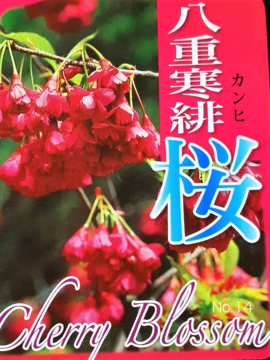*!! japanese spring Sakura [ cold . Sakura ] full . become .. large.!! bottom part from height approximately 220 centimeter!!*