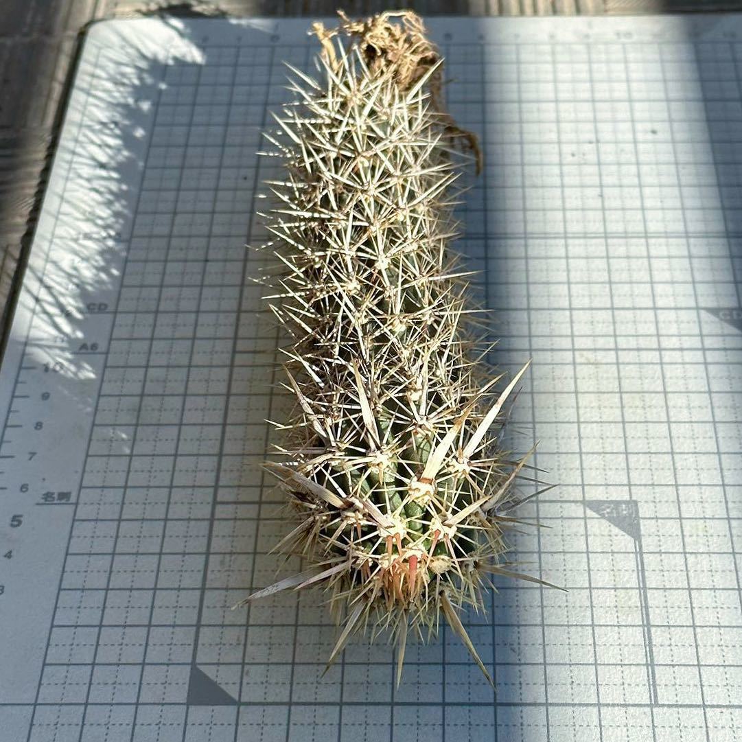 Yahoo!オークション - 多肉植物 サボテン 入鹿(ステノケレウス Yahoo!オークション - 多肉植物 サボテン 入鹿(ステノケレウス