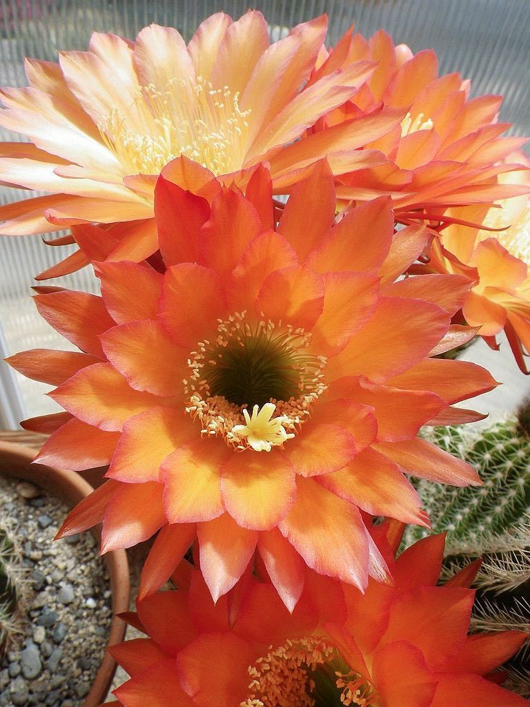 ヤフオク! - 多肉植物 大型大輪花サボテン アリゾナ サンセット