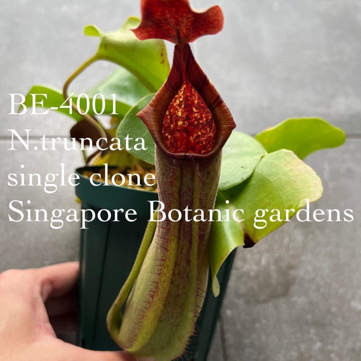Yahoo!オークション - BE-4001 N.truncata single clone Yahoo!オークション - BE-4001 N.truncata single clone