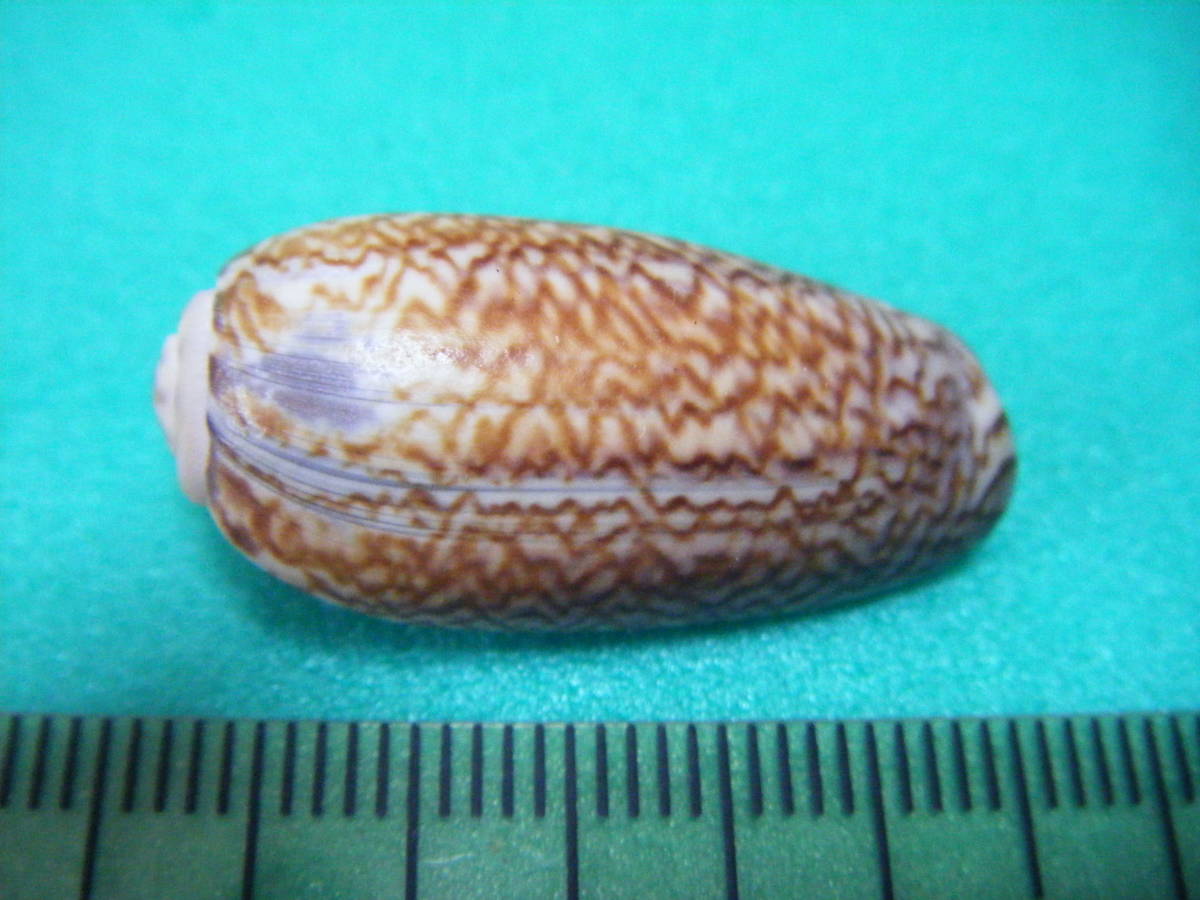 天然採取の貝殻　「マクラガイ」　標本Ｓ１０　超美品_画像1