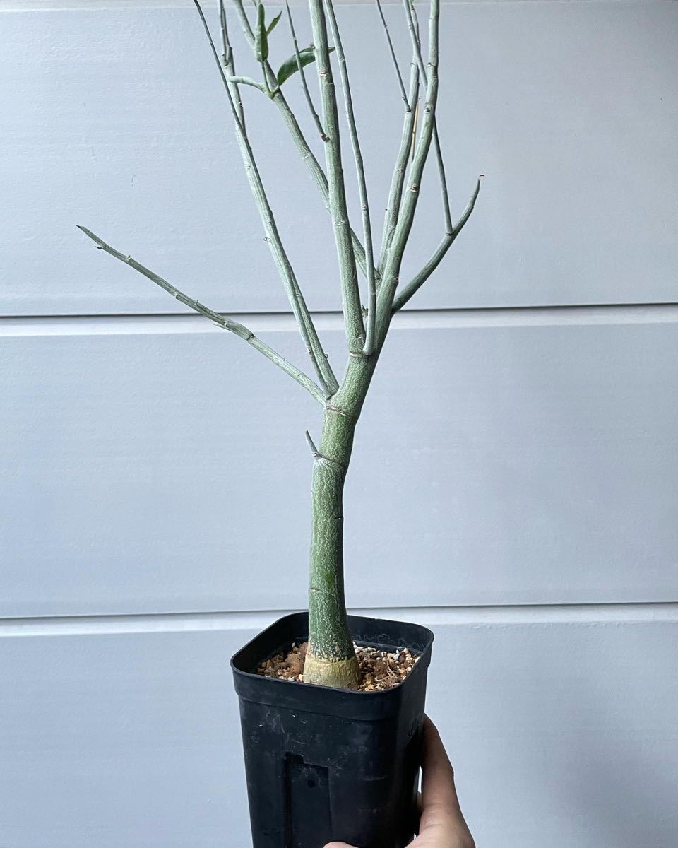 実生 アデニア ペチュエリー Adenia Pechuelii 塊根植物 実生 アデニア ペチュエリー Adenia Pechuelii 塊根植物