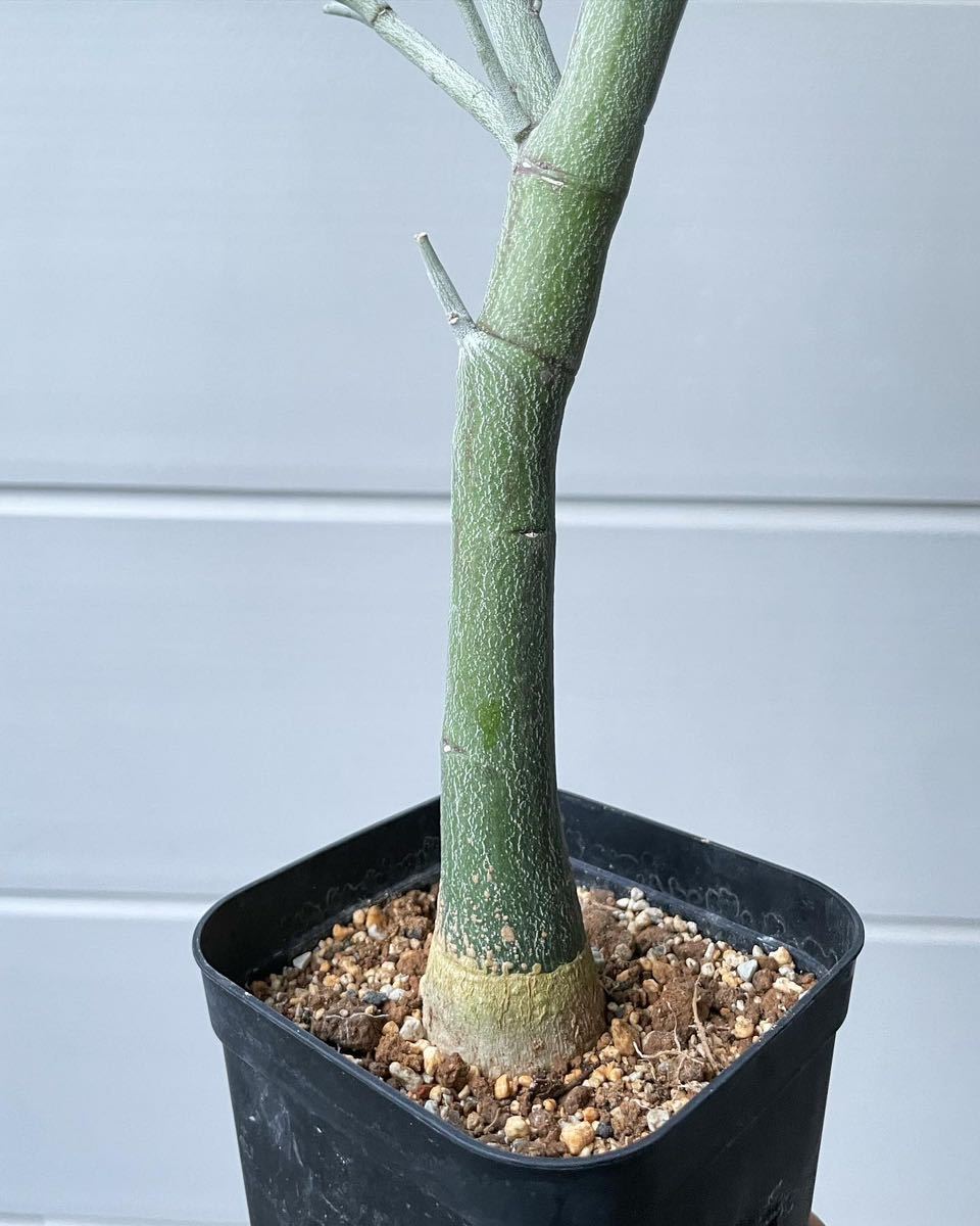 実生 アデニア ペチュエリー Adenia Pechuelii 塊根植物 実生 アデニア ペチュエリー Adenia Pechuelii 塊根植物
