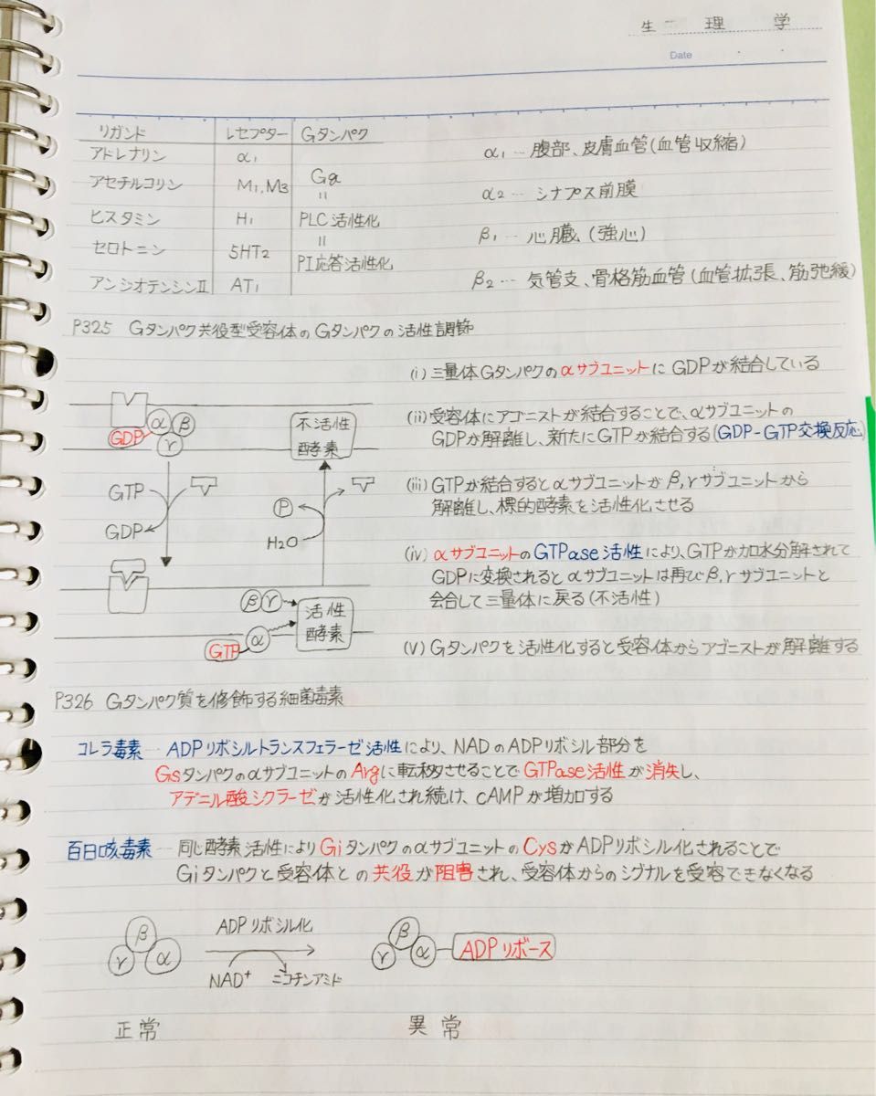 医療系学科定期試験、国家試験対策シリーズ【生理学Ａ＋B】まとめノートセット