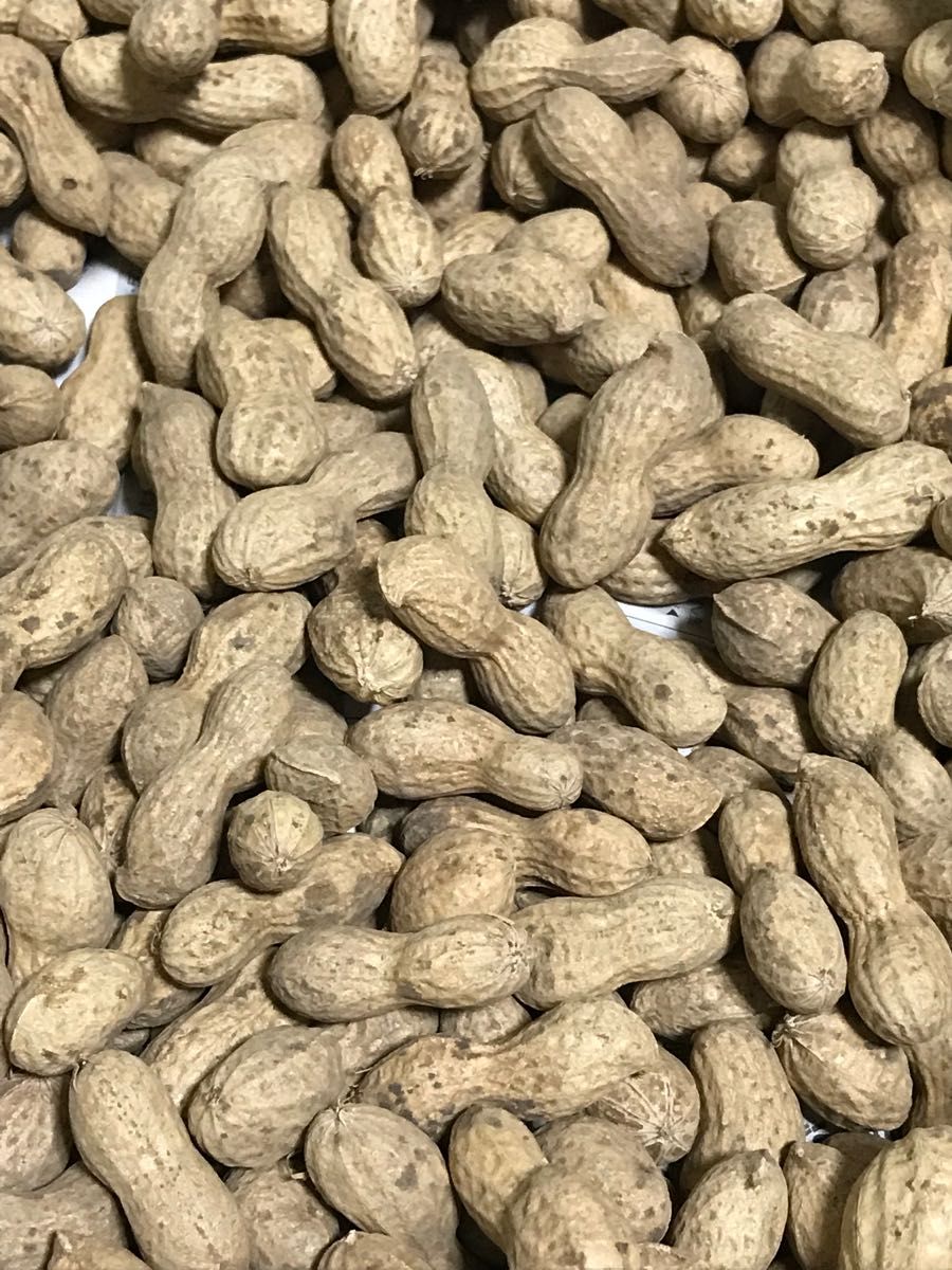 購入の割引 落花生 生落花生(乾燥)約500g 無農薬 funleucemialinfoma.org