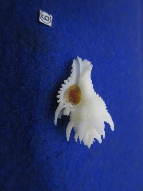 ⑨-1貝標本テンニョノカムリ （蓋付） の画像10