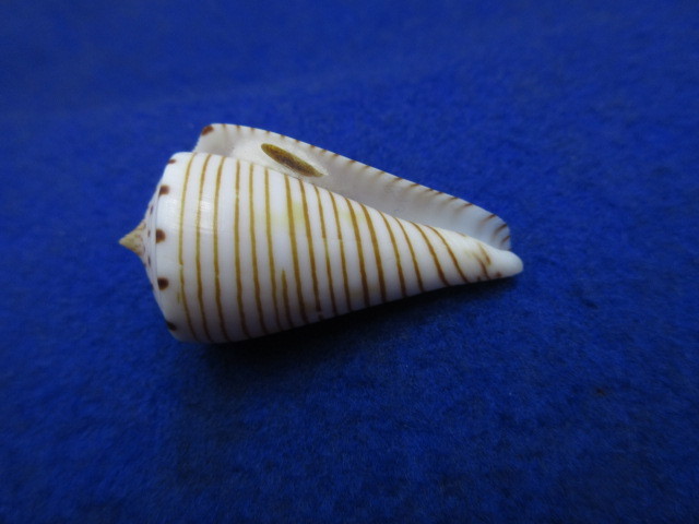 貝標本ヒラセイモ（蓋付） の画像9