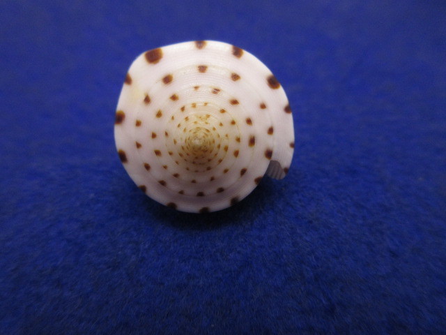 貝標本ヒラセイモ（蓋付） の画像7