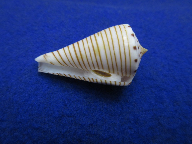 貝標本ヒラセイモ（蓋付） の画像10
