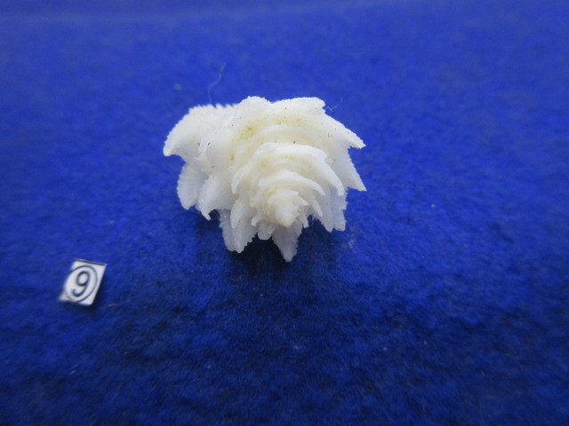 ⑨-1貝標本テンニョノカムリ （蓋付） の画像9