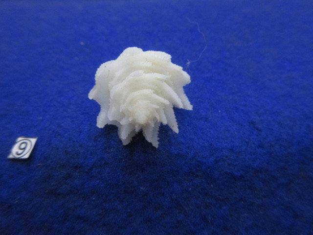 ⑨-1貝標本テンニョノカムリ （蓋付） の画像8