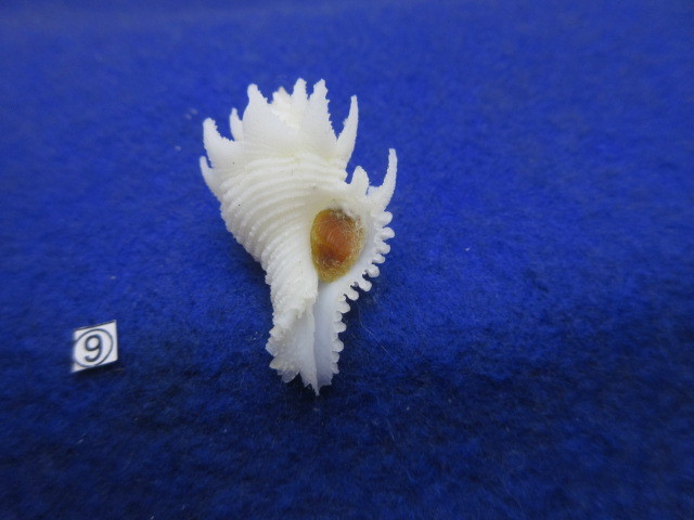 ⑨-1貝標本テンニョノカムリ （蓋付） の画像5