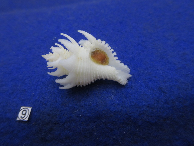 ⑨-1貝標本テンニョノカムリ （蓋付） の画像6