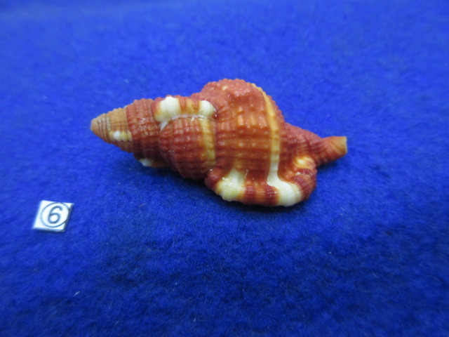 ⑥-1貝標本ショウジョウラ（蓋付）の画像9