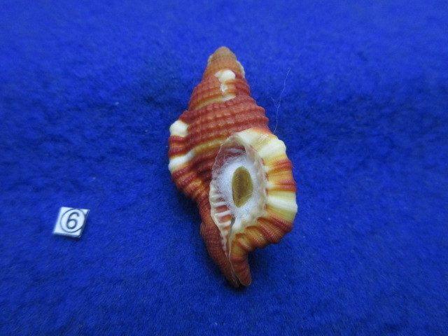 ⑥-1貝標本ショウジョウラ（蓋付）の画像4