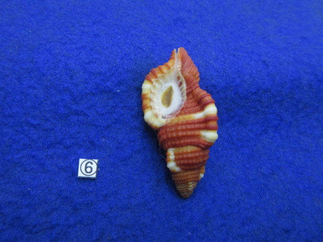 ⑥-1貝標本ショウジョウラ（蓋付）の画像5