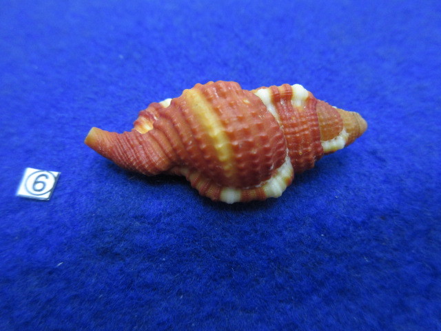 ⑥-1貝標本ショウジョウラ（蓋付）の画像7