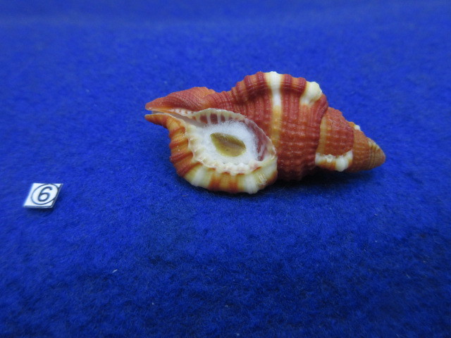 ⑥-1貝標本ショウジョウラ（蓋付）の画像1
