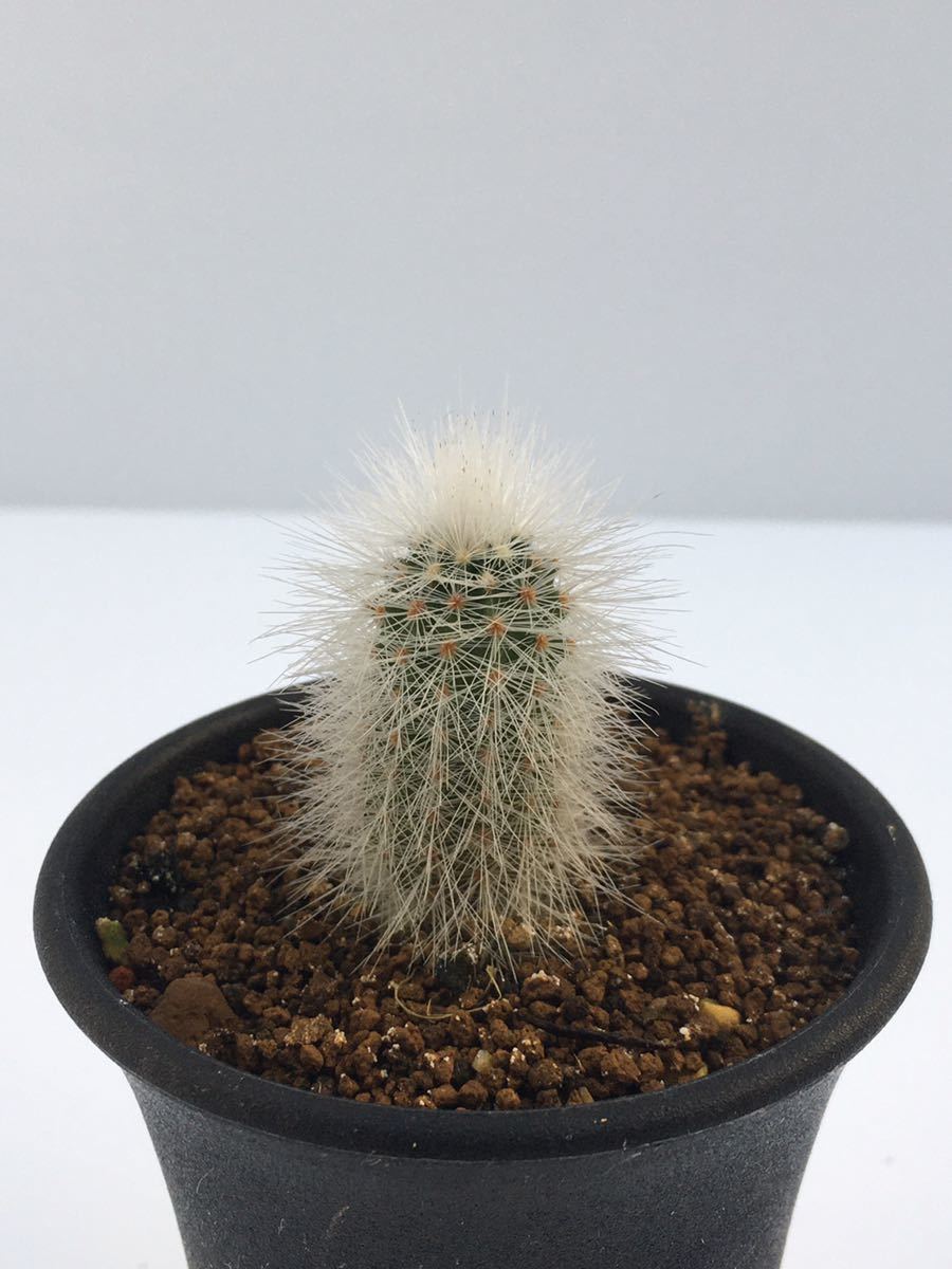 人気沸騰ブラドン エキノケレウス・ニボサス 多肉植物 - htii.edu.kz